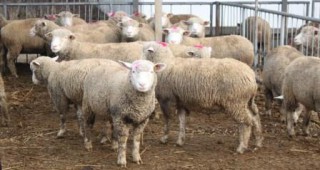 В райони, засегнати от болестта шарка по овцете и козите се отменя забраната за придвижване на животни