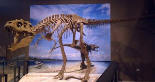 Учени са открили нов вид динозавър