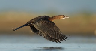 Първите пойни лебеди за тази зима вече са в езерата на Бургас