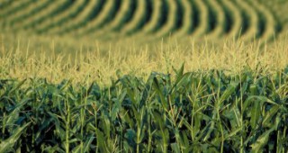 Европейските правителства трябва да вземат решение, свързано с отглеждането на ГМО