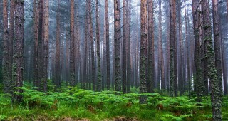 Над 28 куб. м незаконна дървесина и 4 МПС-та са задържани от горските през тази седмица
