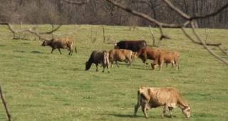 В агроминистерството ще се проведе Консултативен съвет по животновъдство