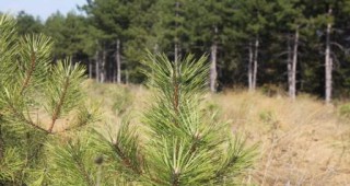 Откриват Генна банка за семена от горско-дървесни видове с европейска значимост