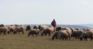 Очаква се част от българските биоземеделци да се насочат към месодайното животновъдство