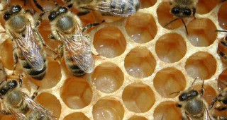 Утре у нас ще се състои форум за състоянието и перспективите за пчеларския сектор в Европа