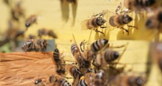 Форум за състоянието и перспективите за пчеларския сектор в Европа