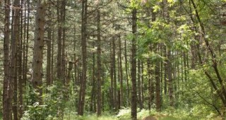 100-годишен юбилей на Държавно горско стопанство - град Царево