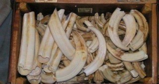 6 тона конфискувани украшения от слонова кост бяха унищожени в Денвър