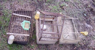 В Бургас доброволци от БДЗП освободиха пойни птици от бракониерски мрежи