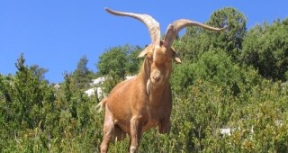 Биолози хващат диви кози в Родопите и ги местят на Витоша