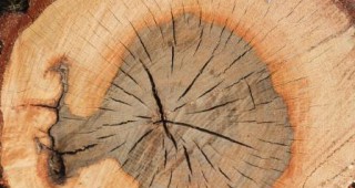 Новата система за проследяване на дървения материал ще струва 12 млн. евро