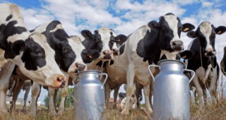 Български инвеститори проучват възможностите за изграждане на завод за мляко край Москва