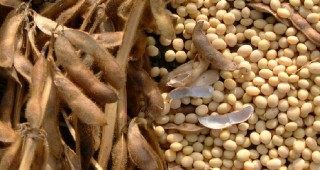 Бразилското министерство на земеделието обяви извънредно положение в зърнения пояс на страната