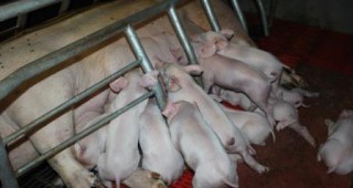 Русия отмени забраната за внос на свинско месо от Германия