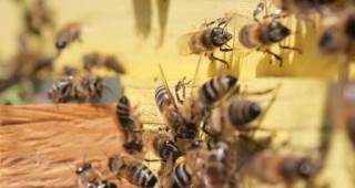 ДФЗ ще представи Националната програма по пчеларство 2014-2016 г.