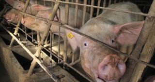 Продължава тенденцията за застой в производството и потреблението на свинско месо