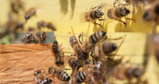 По-ранните видове пчели са измрели заедно с динозаврите