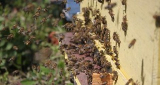 Повече пчели загиват в страните от северната част на ЕС, отколкото в Южна Европа