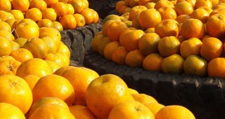 ЕС забрани част от вноса на цитрусови плодове от Южна Африка до края на годината