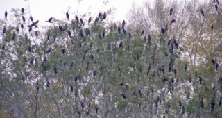 БДЗП продължава да следи малкия корморан и горската ушата сова в Пловдив
