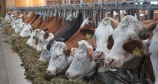 В Тракийския университет ще се проведе семинар, свързан с месодайното говедовъдство