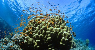 Морските корали могат да ускорят заздравяването на фрактурите