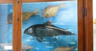 Аквариумът във Варна има нов обитател - експонат на женски делфин