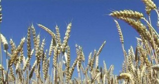 Износът на мека пшеница от Франция блежи спад с 10% на годишна база