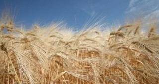 Международният съвет по зърното прогнозира рекордна реколта при пшеницата и царевицата