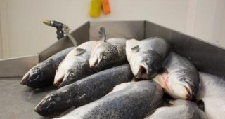 С наближаването на Никулден расте и цената на килограм риба в родните магазини