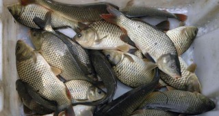 ИАРА и БАБХ–Варна извършиха съвместни проверки за нерегламентирана продажба на риба
