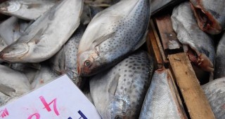 В навечерието на Никулден рибопроизводителите отчитат ниски продажби