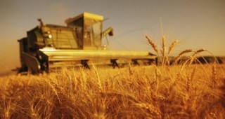 В област Монтана очакват 20% по-ниски добиви от пшеница
