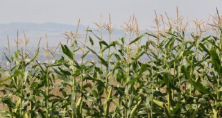 Анализатори повишиха оценката за глобалната реколта от царевица