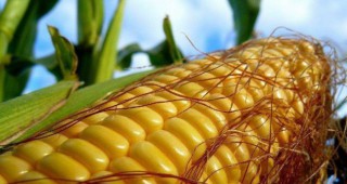 Европейският парламент гласува срещу одобрението на ГМО царевица 1507
