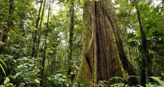 В Бразилия 2300 растителни вида застрашени от изчезване