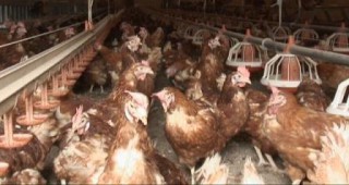 Субсидират птицепроизводството във Франция с 4 млн. евро