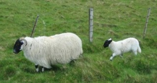 Шотландските овце се смаляват заради глобалното затопляне