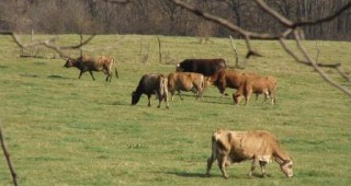 Законопроекти предвиждат да се гарантира достъпа на животновъди до земеделски терени
