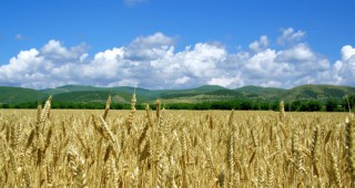 Украйна ще настоява за отмяна на износните субсидии за селскостопански стоки