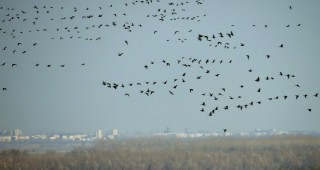 БДЗП извърши мониторинг на зимуващите гъски в Крайморска Добруджа и резерват Сребърна