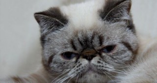 57% от ветеринарните лекари в България отчитат ръст на ваксинациите на домашни котки