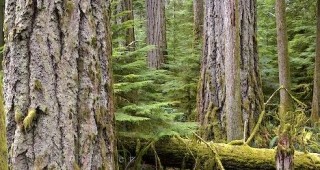 По-старите гори складират повече въглероден диоксид