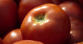Няма български оранжерийни домати на пазара
