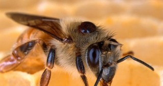 VII-ми национален пчеларски събор