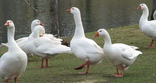През 2014 г. Косад Семанс ще предложи новия хибрид Троизи – гурме за патици и гъски!