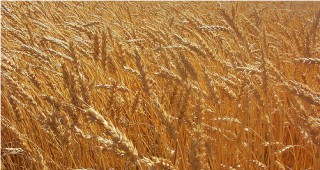 Добра зърнена реколта отчетоха в Русия