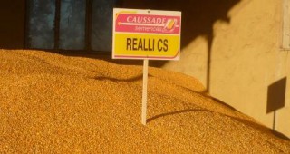 Косад Семанс България ще предложи високодобивни хибриди за зърнопроизводителите