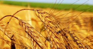 С 14,5% повече е износът на пшеница на годишна база