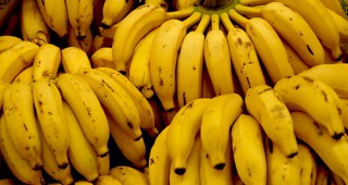 Банановата индустрия на Доминиканската република отбеляза рекорден износ